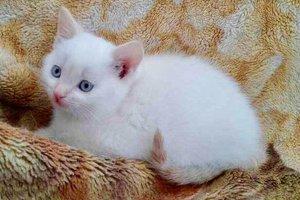 Статья Найди друга: белоснежный котенок с голубыми глазами ищет дом Утренний город. Киев