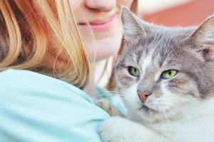 Статья Найди друга: красивый кот Федя ищет дом! Утренний город. Киев