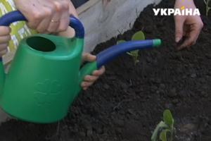 Стаття Киевлянам предлагают посадить свой огород в центре столицы Утренний город. Київ