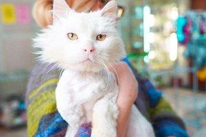 Статья Найди друга: белоснежный кот Лева ищет семью! Утренний город. Киев