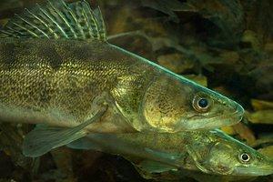Статья На Киевском водохранилище появились «гнезда» для рыбы Утренний город. Киев
