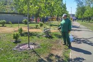 Статья В Киеве жители смогут озеленять свои дворы за счет бюджета Утренний город. Киев