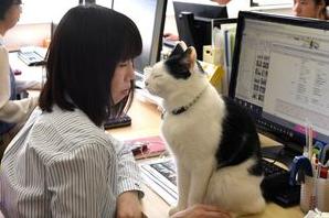 Стаття В Японии разрешили сотрудникам приносить на работу своих кошек Ранкове місто. Київ