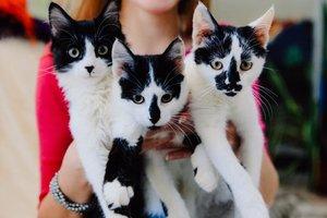 Статья Найди друга: котята Атос, Портос и Арамис ищут дом! Утренний город. Киев