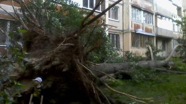 Стаття Кто должен убирать упавшие деревья в Киеве Утренний город. Київ