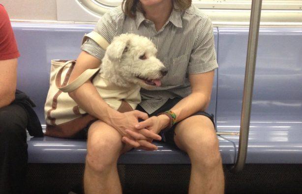 Статья В метро Нью-Йорка собак можно перевозить только в сумке – получается весело Утренний город. Киев