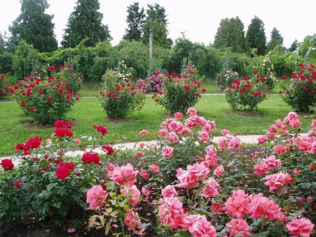 Стаття Национальное достояние Украины расцвело в одном из крупнейших ботанических садов Европы Ранкове місто. Київ
