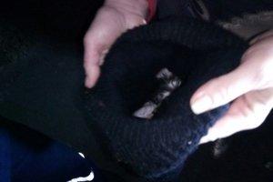 Статья Под Киевом пожарные спасли крошечного котенка Утренний город. Киев