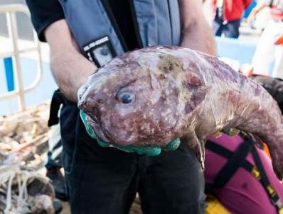 Статья Страшные существа, обитающие в водах Австралии. Фото Утренний город. Киев