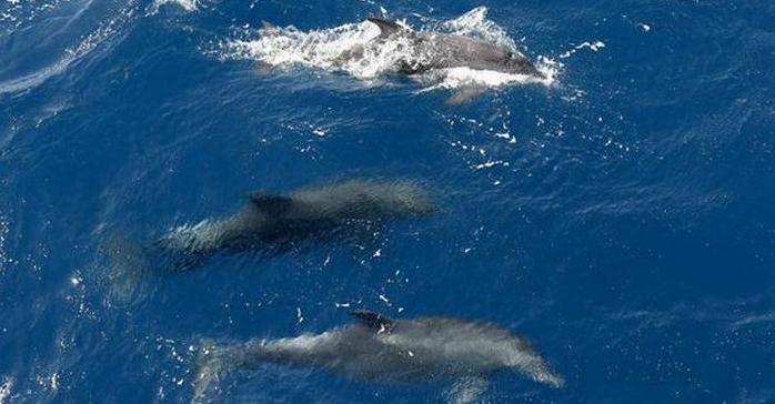 Стаття Черное море может остаться без рыбы: в Крыму массово гибнут дельфины Ранкове місто. Київ