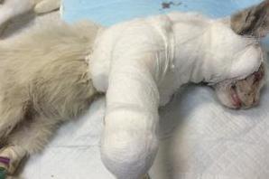 Стаття Отважный котенок, отбившийся от собаки, продолжает отчаянно бороться за жизнь! Утренний город. Київ