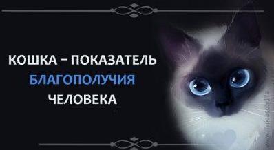 Стаття Кошка - показатель хорошей кармы человека Ранкове місто. Київ
