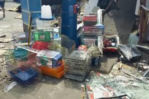 Стаття В Киеве во время сноса рынка погибли животные из зоомагазина Утренний город. Київ