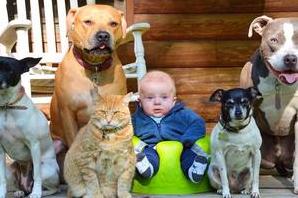 Стаття Всегда на страже: забавные фото малыша, которого нянчат четыре пса и кошка Ранкове місто. Київ