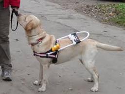 Стаття В Киеве отравили собаку-поводыря незрячего инвалида Ранкове місто. Київ