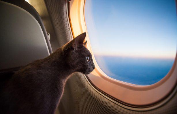 Стаття 10 авиакомпаний мира, которые позволяют путешествовать с котом подмышкой Ранкове місто. Київ