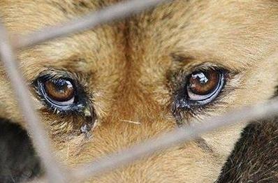 Стаття За жестокое обращение с животными - за решетку! Новый закон вступил в силу Ранкове місто. Київ