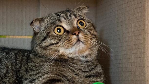 Статья Мурчание кошек продлевает жизнь человека – ученые Утренний город. Киев