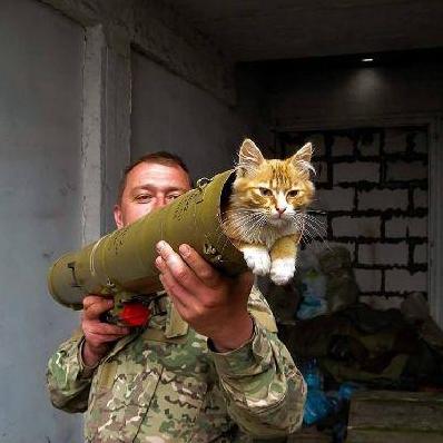 Стаття За что украинские военные поставят памятники котам? Ранкове місто. Київ