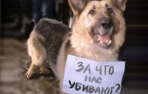 Стаття Как правило, животных убивают или калечат трусы по жизни Ранкове місто. Київ