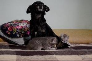 Стаття В Одессе собака стала мамой для двух котят Ранкове місто. Київ