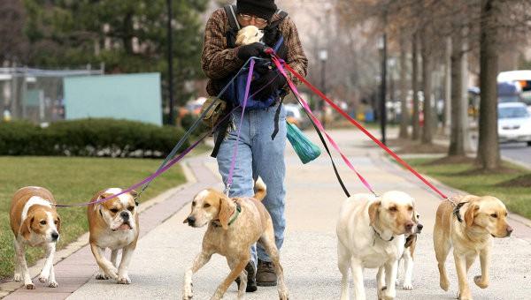 Статья В Киеве запретят выгул собак и кошек на территории школ, детсадов и больниц Утренний город. Киев
