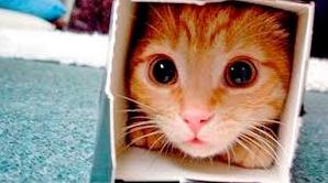 Стаття Ветеринары создают невероятные картонные домики для своего кота Ранкове місто. Київ