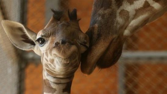 Стаття В зоопарке под Киевом в семье жирафов родился Виталик Утренний город. Київ
