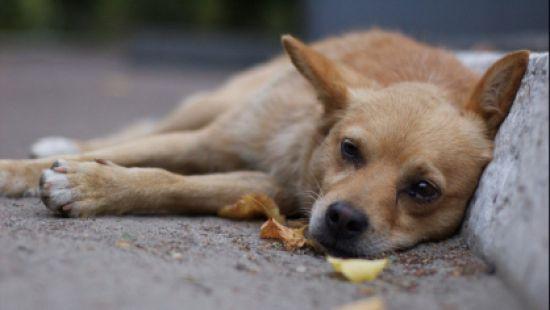 Стаття В России убили 200 собак ради прибыли Ранкове місто. Київ