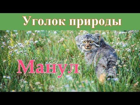Стаття Манул — самый выразительный кот в мире Утренний город. Київ