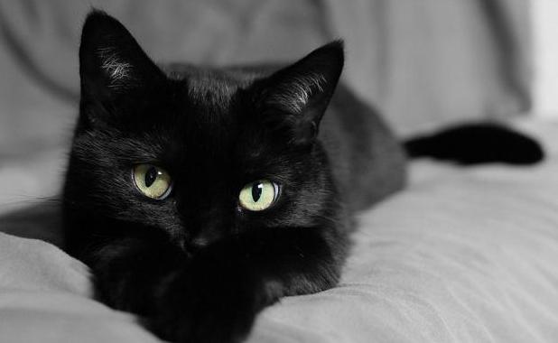 Статья Приметы о черных кошках: все не так страшно как мы думаем? Утренний город. Киев