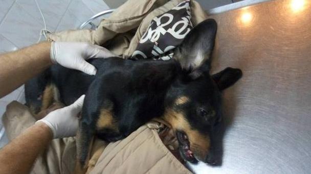 Стаття В Одессе пьяный владелец таксы выкинул собаку с седьмого этажа Ранкове місто. Київ