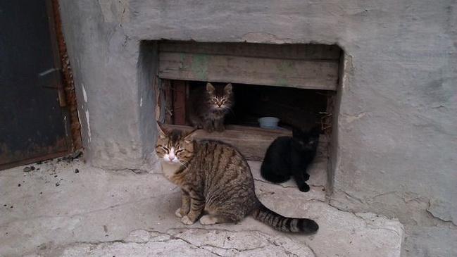 Стаття Зимой в Одессе позаботятся о бездомных котах Ранкове місто. Київ