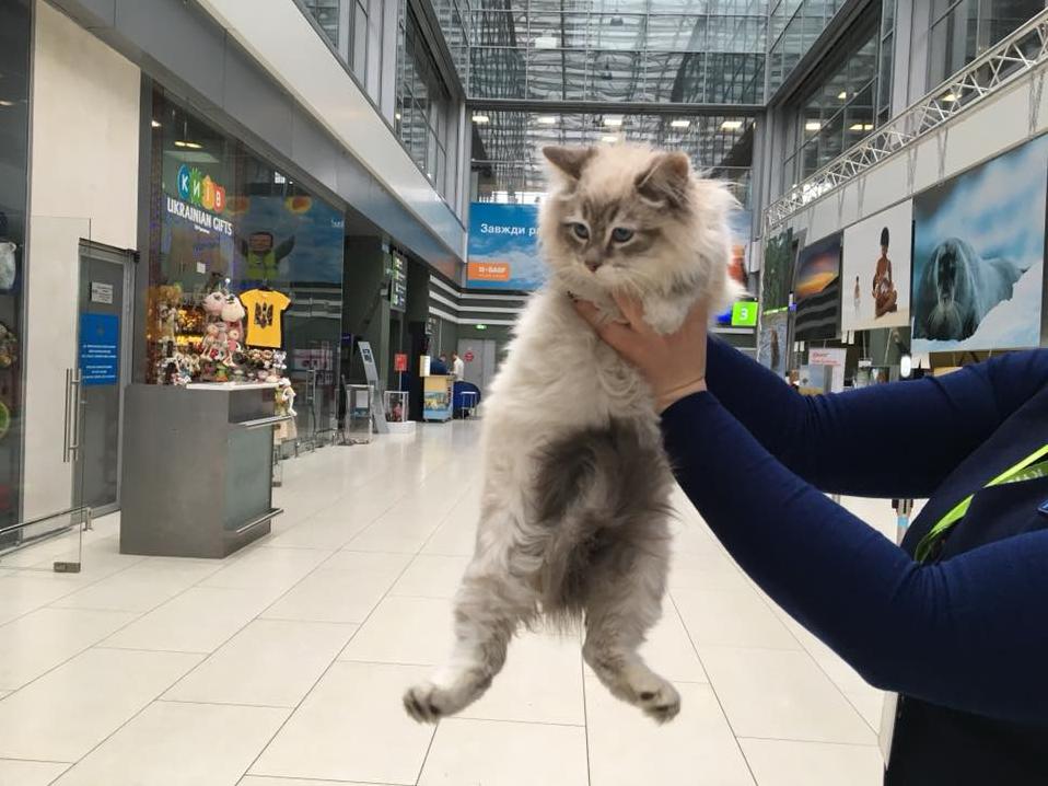 Стаття В аэропорту «Жуляны» пассажирка бросила кошку редкой породы Ранкове місто. Київ