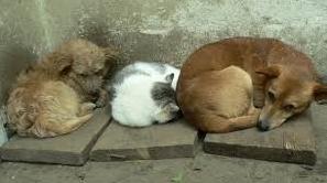 Стаття В Краматорске выделят 7,65 млн. гривен на гуманную борьбу с численностью бездомных собак в городе Ранкове місто. Київ