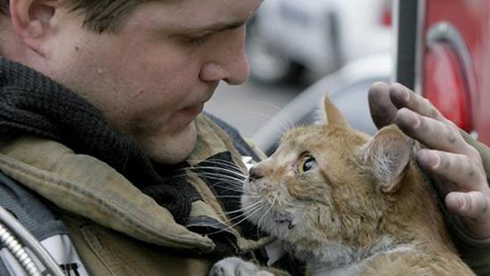 Стаття Команда спасения животных разместила на своей странице объявление о поиске новых спасателей Ранкове місто. Київ