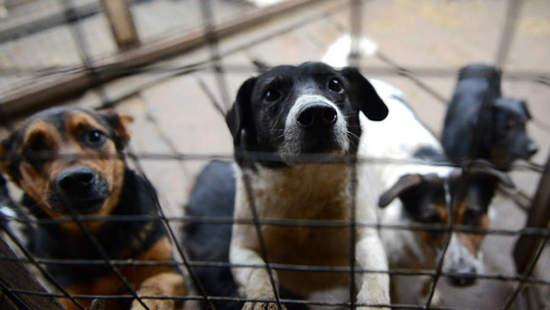 Стаття Жителей столицы просят помочь приюту для животных! Ранкове місто. Київ