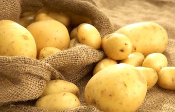 Стаття Беларусь оказалась крупнейшим покупателем картофеля в Украине Ранкове місто. Київ