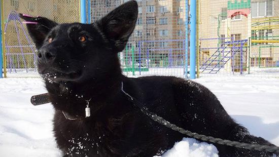 Стаття В Киеве ищут хозяев для храброй собаки! Ранкове місто. Київ