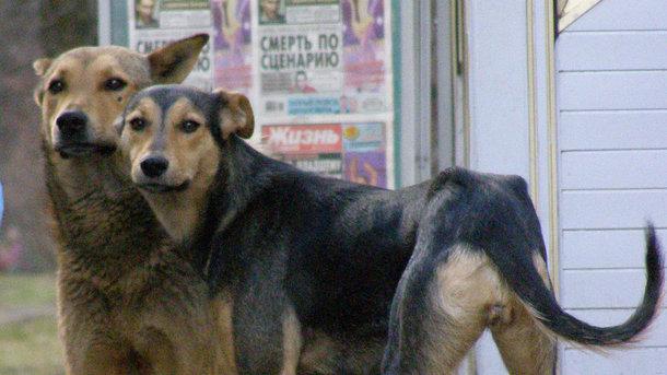 Стаття В Киеве появятся официальные опекуны бездомных животных Ранкове місто. Київ