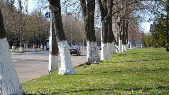 Стаття «Киевзеленстрой» больше не будет белить известью столичные деревья Ранкове місто. Київ