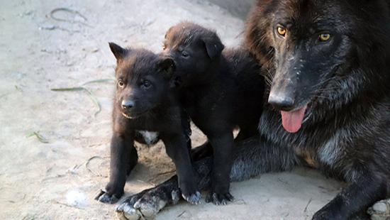 Стаття В частном зоопарке под Киевом родились черные волчата Ранкове місто. Київ