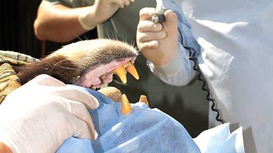 Стаття В Киевском зоопарке медведю подстригли когти и подлечили зубы Ранкове місто. Київ
