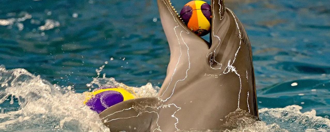 Стаття СМИ: в одесском дельфинарии дельфиниха утопила своего малыша, - ФОТО Ранкове місто. Київ