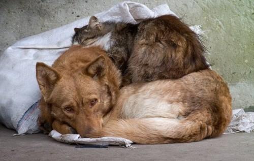 Стаття Понад 2000 тварин можуть знову опинитися на вулиці! Ранкове місто. Київ