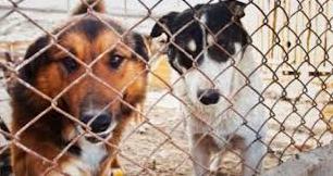 Стаття В Луганске приют для собак оказался на грани выживания Ранкове місто. Київ
