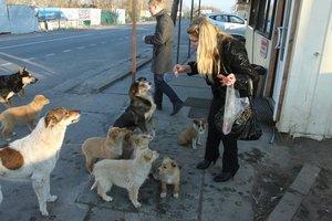 Стаття В Украине снова травят домашних собак: как уберечь животное от беды? Ранкове місто. Київ