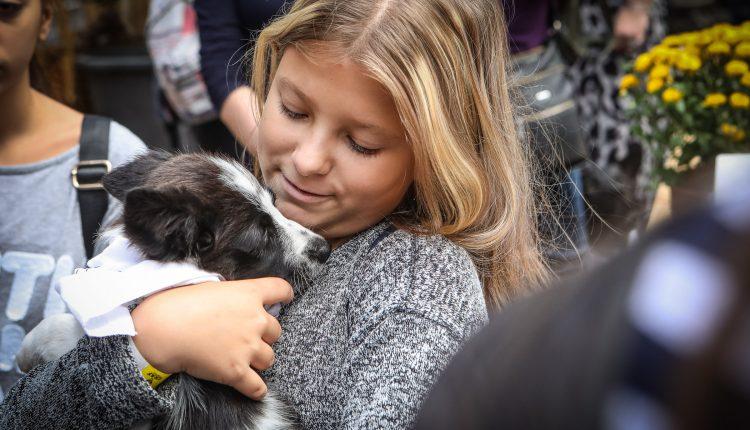 Стаття «Home Me»: в Одессе прошел фестиваль, где бездомные кошки и собаки обрели семью (фоторепортаж) Ранкове місто. Київ