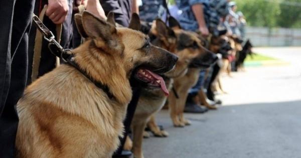 Стаття В Одесском аэропорту появится подразделение кинологов Ранкове місто. Київ