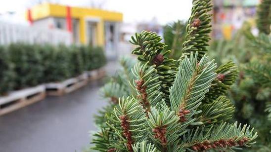 Стаття На Святошино стартует продажа новогодних елок Ранкове місто. Київ